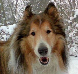 collieultimo