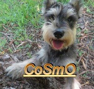 cosmomatic100 Rivera