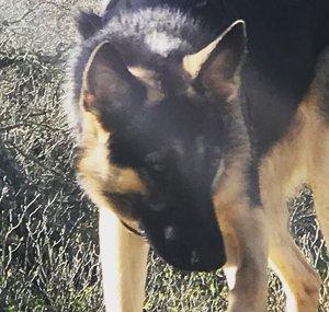 Kara a German Shepherd Adventure