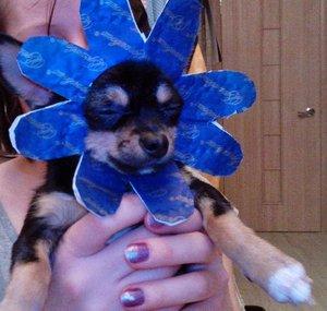 Маленькая собака Шифон - Чихуахуа / Little chihuahua