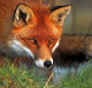 The fox from mane's fanfic