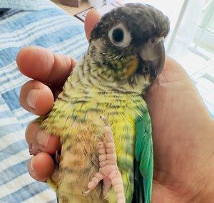 Chippy Basil the Greencheek conure