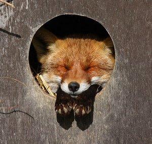 Foxxo