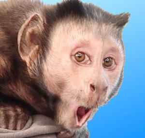 MonkeyBoo