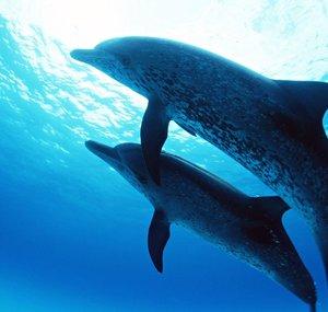 bluelightdolphin
