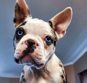 Frenchton Family Fun Channel