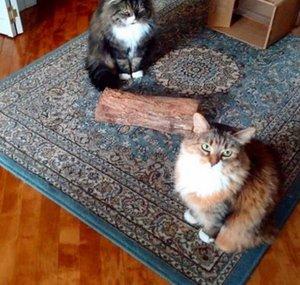 Rocky and Gigi