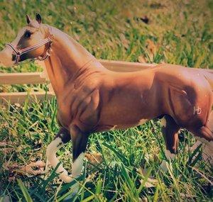 TheHorsegirl716