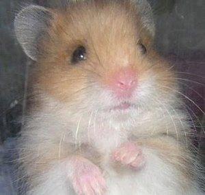 UniverseOfHamsters