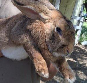 GuardRabbit