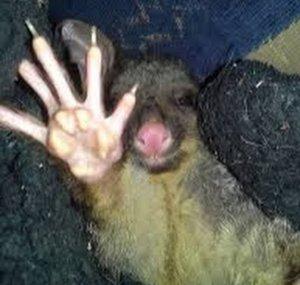 iPossum