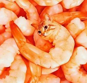 katze