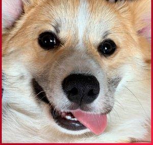 Precel The Corgi