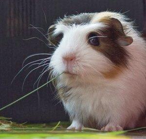 ThePiggyRoom