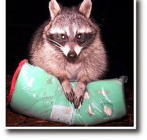 Zach Glenwright's Backyard Bag Feeder Project