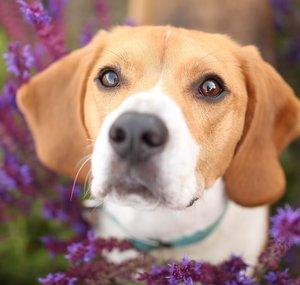 HappyBeagleBruno
