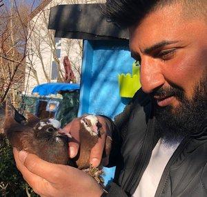 طيور العراق ألمانيا Iraq pigeon