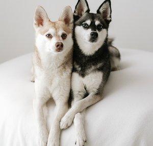 Life With Klee Kai