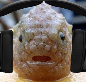 lumpsucker
