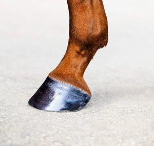 SingleHoof