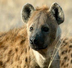 TurksGenocidalHYENAS