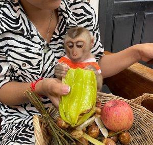 BABY MONKEY