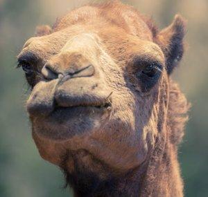 Camel Microscopy