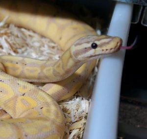 Let's Talk Ball Pythons