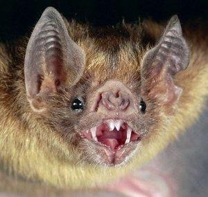 69BlackBat