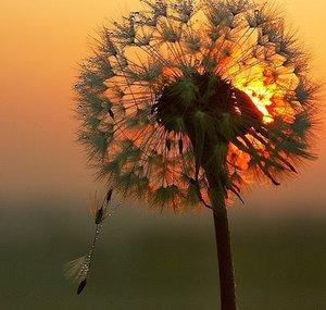 Dawn Once Rose
