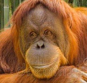 funny orangutan