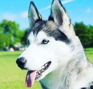 London Husky 런던허숙희TV