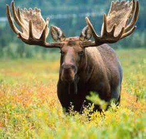 Moose Scrapper