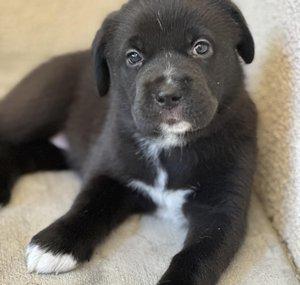 Oreo Bites