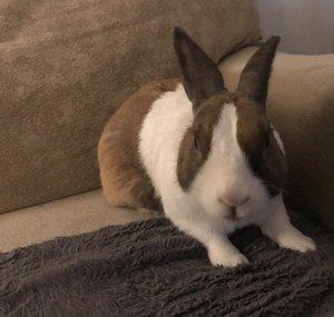 Sinnabun Bunny