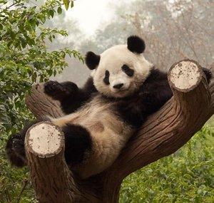 ExedPanda