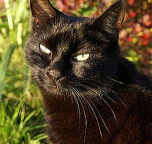 funny animals