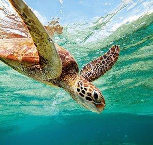 Visit Whitsundays