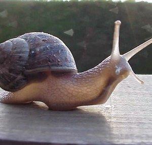 Escargot