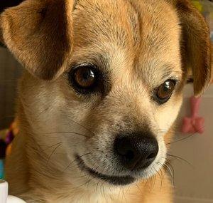 FOX The Cutest Dog in the West