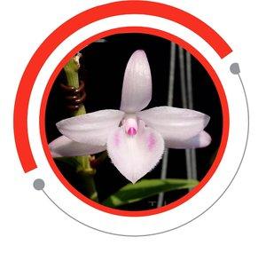 HOA LAN QUỐC DÂN