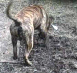 nagacanario