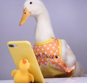 The White Duck