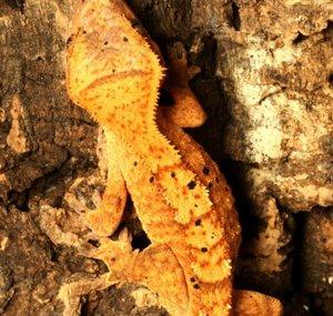 DJ's Crested Geckos