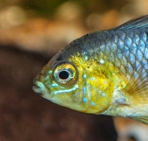 Fish and Nature by Danny