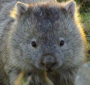 hairylittlewombat