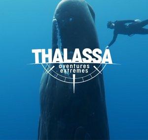 Thalassa - France Télévisions