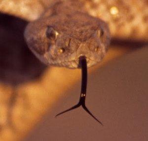 Wild Snakes
