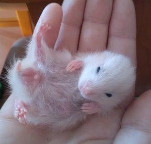 Hamsters