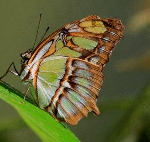 NatureARTerutaN